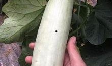 都有哪些网红吃瓜事件,揭秘网络红人的幕后风云